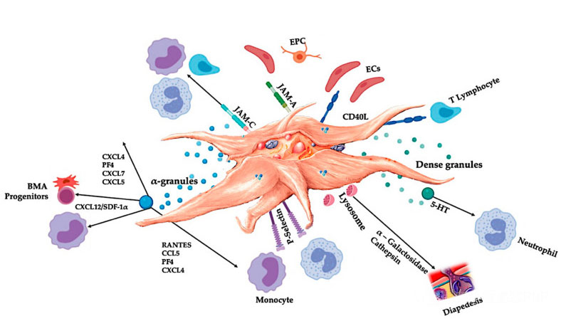 Thrombocyta-koncentráció